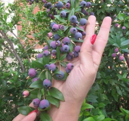 Casa Alice בודוני